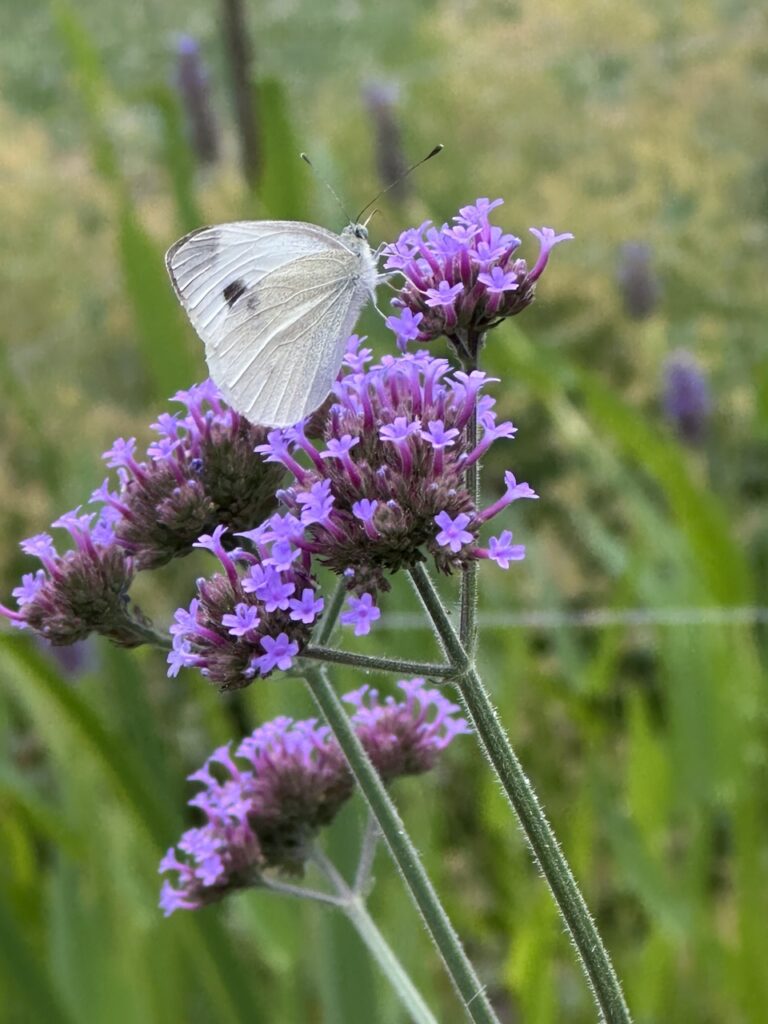 03. bis 14. August 2026 – Sommerpause / pause estivale